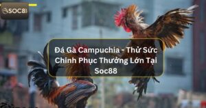 Đá Gà Campuchia - Thử Sức Chinh Phục Thưởng Lớn Tại Soc88 48 Đá Gà Campuchia - Thử Sức Chinh Phục Thưởng Lớn Tại Soc88