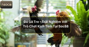 Đá Gà Tre - Trải Nghiệm Với Trò Chơi Kịch Tính Tại Soc88 49 Đá Gà Tre - Trải Nghiệm Với Trò Chơi Kịch Tính Tại Soc88
