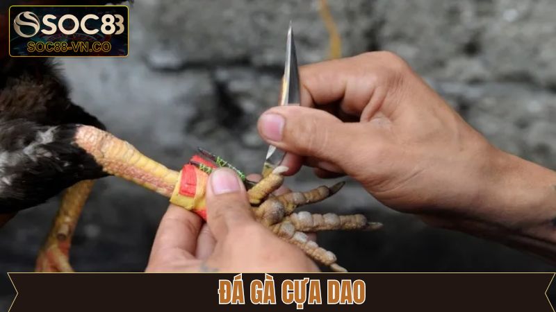 Đá Gà Cựa Dao - Những Trận Đấu Mãn Nhãn Không Thể Bỏ Qua 1 Đá Gà Cựa Dao - Những Trận Đấu Mãn Nhãn Không Thể Bỏ Qua