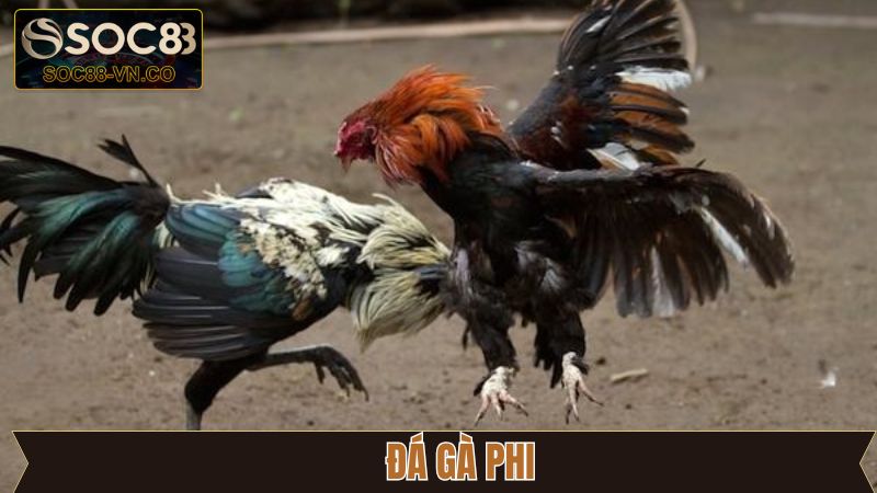 Đá Gà Phi: Cách Tham Gia Cá Cược An Toàn Tại Soc88 1 Đá Gà Phi: Cách Tham Gia Cá Cược An Toàn Tại Soc88