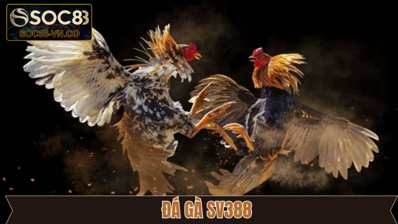Đá Gà SV388 - Giải Trí Rinh Thưởng Đỉnh Cao Cùng Soc88 1 Đá Gà SV388 - Giải Trí Rinh Thưởng Đỉnh Cao Cùng Soc88