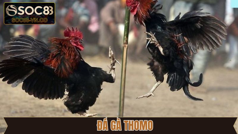 Đá Gà Thomo: Xem Trực Tiếp Và Đặt Cược Dễ Dàng Tại Soc88 1 Đá Gà Thomo: Xem Trực Tiếp Và Đặt Cược Dễ Dàng Tại Soc88