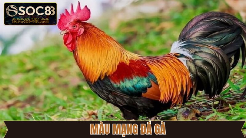 Màu Mạng Đá Gà - Khám Phá Yếu Tố Phong Thủy Cùng Soc88 1 Màu Mạng Đá Gà - Khám Phá Yếu Tố Phong Thủy Cùng Soc88