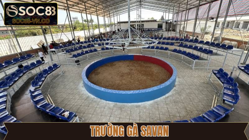 Trường Gà Savan - Địa Điểm Hội Tụ Chiến Kê Dũng Mãnh 1 Trường Gà Savan - Địa Điểm Hội Tụ Chiến Kê Dũng Mãnh